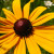 Black-Eyed Susan