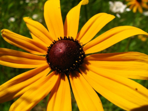 Black-Eyed Susan