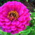 Zinnia