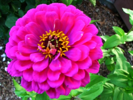 Zinnia