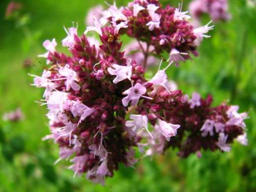 Oregano