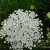 Queen Anne's Lace