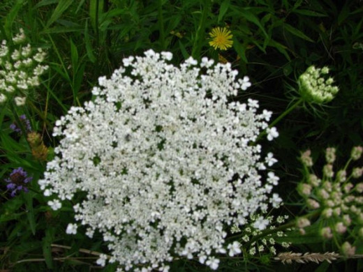 Queen Anne's Lace