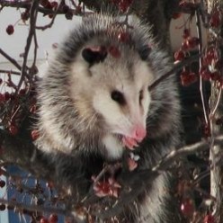 A Passion for Possums