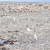 I enjoy seagulls - always have. Will I change my mind if one sends droppings down my neck? We'll have to wait and see. Thankfully, that hasn't happened yet either. :) I enjoy seagulls - always have. Will I change my mind if one sends droppings down my neck? We'll have to wait and see. Thankfully, that hasn't happened yet either. :)