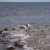 Seagulls are generally found in multiples. Once in a while, I see a seagull flying solo and continuing on its way. I could spend hours watching these birds. I enjoy their graceful nature though, sometimes, they can become quite excited. Seagulls are generally found in multiples. Once in a while, I see a seagull flying solo and continuing on its way. I could spend hours watching these birds. I enjoy their graceful nature though, sometimes, they can become quite excited.