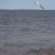 Seagull in flight - where is he off to next? Seagull in flight - where is he off to next?