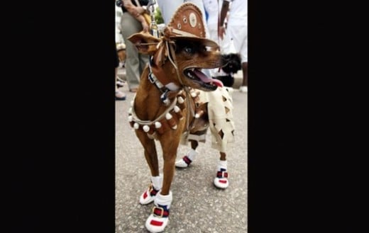 A Carnival reveler presentS his pet dog dressed as Cangaceiro bandit Lampiao, during in pre-carnival festivities along Copacabana beach, in Rio de Janeiro, February 15, 2004. Revelers in Rio presented their costumed pets in a carnival fashion parade 