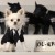 Rocco poses in the Leo tux, inspired by one worn by actor Leonardo DiCaprio to the Oscars, at Little Lily in Los Angeles, California. Pet fashion label Little Lily has designed a range of dog clothes inspired by the actual gowns worn by A-listers on Rocco poses in the Leo tux, inspired by one worn by actor Leonardo DiCaprio to the Oscars, at Little Lily in Los Angeles, California. Pet fashion label Little Lily has designed a range of dog clothes inspired by the actual gowns worn by A-listers on