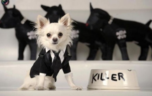 Rocco poses in the Leo tux, inspired by one worn by actor Leonardo DiCaprio to the Oscars, at Little Lily in Los Angeles, California. Pet fashion label Little Lily has designed a range of dog clothes inspired by the actual gowns worn by A-listers on 
