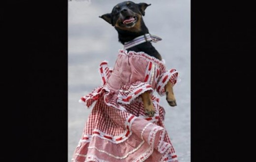 A dog dressed in traditional Cunmbia outfit participates during a parade at the Carnaval de Barranquilla in Colombia
