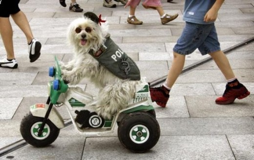 A dog dressed as a German policeman rides on a remote controlled motorbike in the centre of Cologne, before England face Sweden during the World Cup soccer tournament.