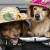 Miniature dachshund crossbreed dogs are seen dressed up with hats at a dog fiesta in Tokyo Miniature dachshund crossbreed dogs are seen dressed up with hats at a dog fiesta in Tokyo