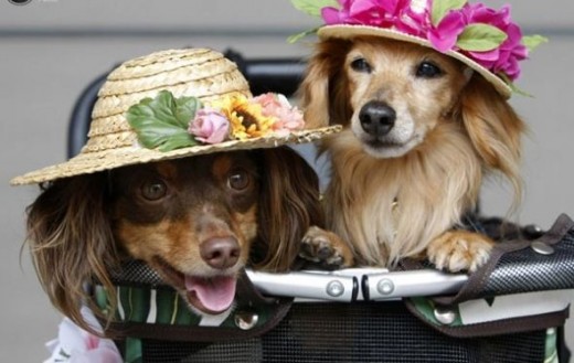 Miniature dachshund crossbreed dogs are seen dressed up with hats at a dog fiesta in Tokyo