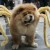 A dog dressed in a spider costume takes part in a Halloween costume parade for pets at a shopping mall in Quezon City, Metro Manila. A dog dressed in a spider costume takes part in a Halloween costume parade for pets at a shopping mall in Quezon City, Metro Manila.