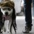 A dog dressed as a Rastafarian participates in the Family Pet Festival in Cali October 25, 2009 A dog dressed as a Rastafarian participates in the Family Pet Festival in Cali October 25, 2009