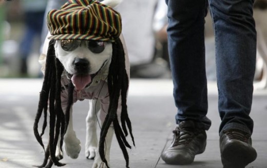 A dog dressed as a Rastafarian participates in the Family Pet Festival in Cali October 25, 2009