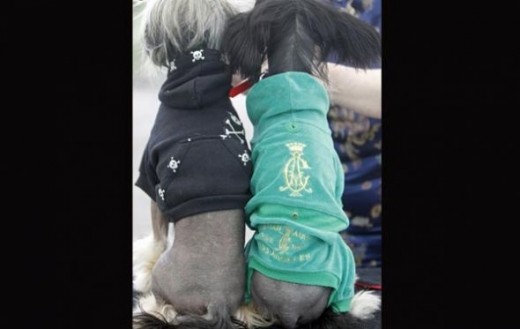 Chinese Crested dogs