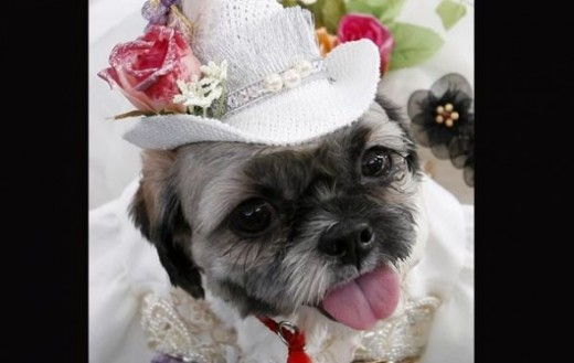 Shih Tzu