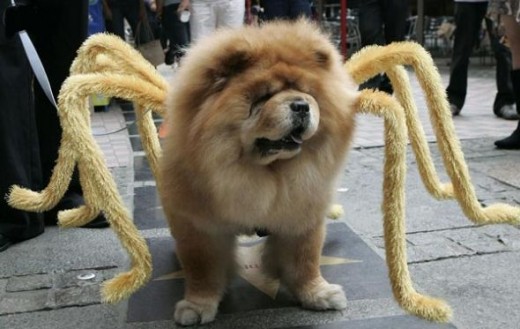 spider costume