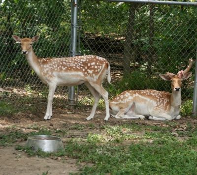 Doe and buck at the petting zoo in Buffalo Trace Park