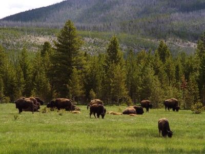 Bison Grazing in Yellowstone