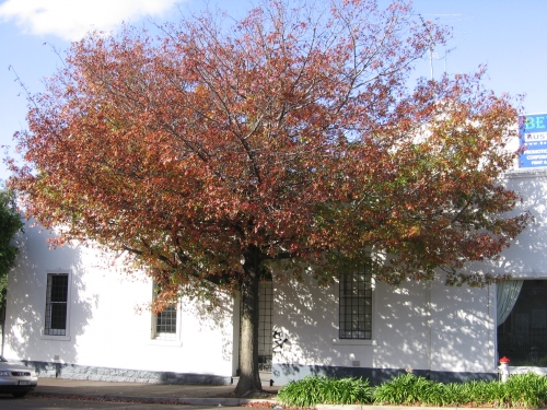 Pretty Hawthorn Tree