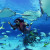 Dive and swim with mantas, octopus, turtles and various other 300 species. While diving you can enjoy the views of the beautiful coral reefs. Dive and swim with mantas, octopus, turtles and various other 300 species. While diving you can enjoy the views of the beautiful coral reefs.