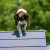 Killian loved to do agility, and I loved training him to do so. Killian loved to do agility, and I loved training him to do so.