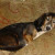 Barley was my first failed rescue. Killian was my second. In between, I managed to rescue and re-home 19 dogs. Barley was my first failed rescue. Killian was my second. In between, I managed to rescue and re-home 19 dogs.