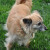 Little Rita came to me from a rescue that brings dogs in from St. Croix. She's my island girl. Little Rita came to me from a rescue that brings dogs in from St. Croix. She's my island girl.