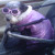Gizmo is my littlest dog, just under 8 lbs. She's my companion on most of my convertible rides. Gizmo is my littlest dog, just under 8 lbs. She's my companion on most of my convertible rides.
