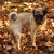Matee is our little pug. She was the runt of the litter and weighs just 14 lbs. Matee is our little pug. She was the runt of the litter and weighs just 14 lbs.