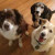 Killian on left, Barley in back, and 3-legged Hopps in front. A wonderful pack. Barley and Hopps both died shortly after my Mom did in 2012. Killian on left, Barley in back, and 3-legged Hopps in front. A wonderful pack. Barley and Hopps both died shortly after my Mom did in 2012.