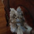 Swiffer duster after 1 dusting. Totally coated in dust. Disgusting. Swiffer duster after 1 dusting. Totally coated in dust. Disgusting.