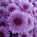 A Walk in a Fall Garden