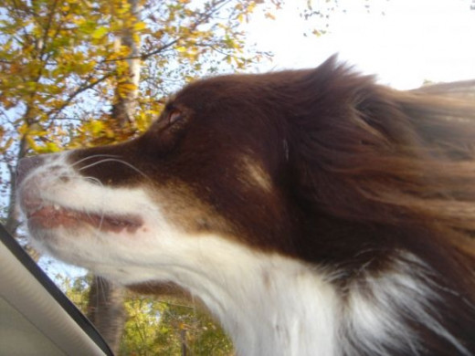 Killian, my Aussie, loves a good sunroof (note to self: get another pair of doggles).