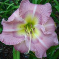 Daylilies!