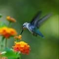 Nature in Motion