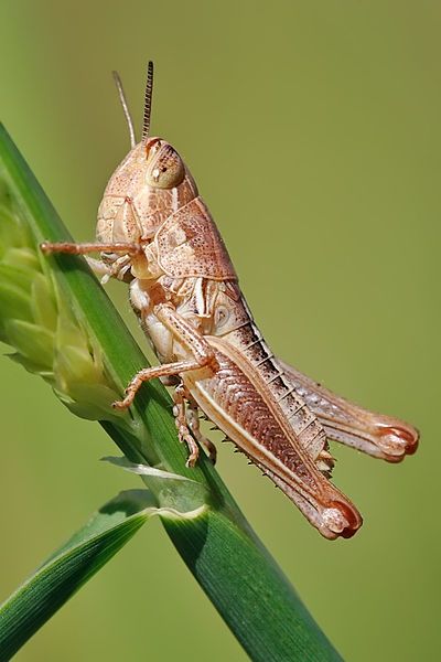 Not yet chocolate-covered grasshopper