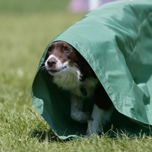 Killian ROCKED the agility course at dog camp