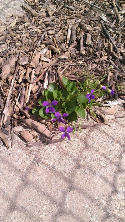 On the other side of the garage, some humble violets sprout by the driveway...