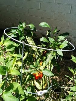This Mexicalli pepper is a cross between a bell pepper and a hot pepper!
