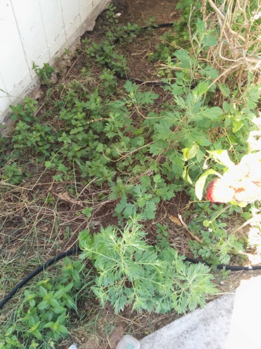 Pumpkin and Cantaloupe growing super fast this season! 