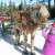 Only kids on the Nice List are allowed to pet Santa's horses.
Photo by Lisa Howard Only kids on the Nice List are allowed to pet Santa's horses.Photo by Lisa Howard