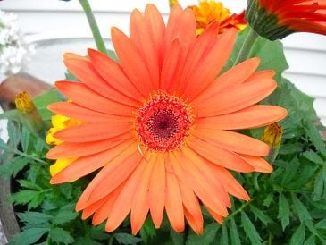 Daisies are my moms favorite flowers, and orange is her favorite color.