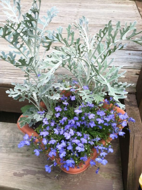 A little potted mix that lives on the porch stairs. 