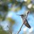 If you watch closely, you may be able to follow your hummers from the feeder and see where they spend time when they're not feeding. If you watch closely, you may be able to follow your hummers from the feeder and see where they spend time when they're not feeding.