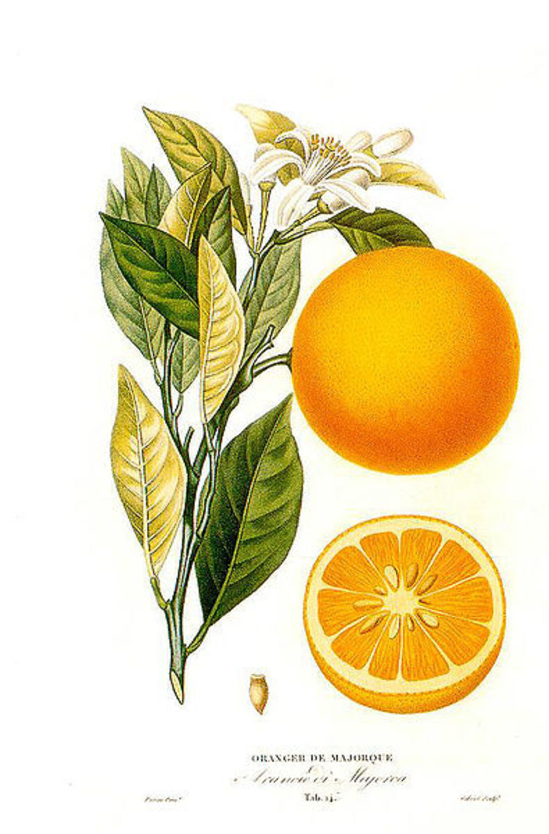 Citrus sinensis (L.) Histoire et culture des orangers A. Risso et A. Poiteau. -- Paris Henri Plon, Editeur, 1872