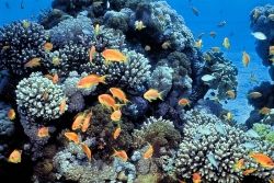 coral reef